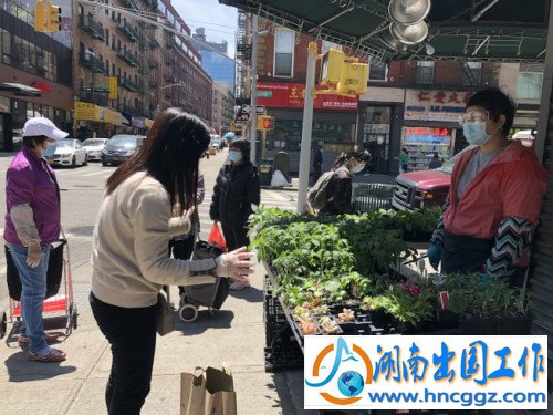 游女士(右)在华埠街头卖蔬果菜苗，虽然疫情期间行人较少，但生意仍相当火热。(记者颜嘉莹/摄影)